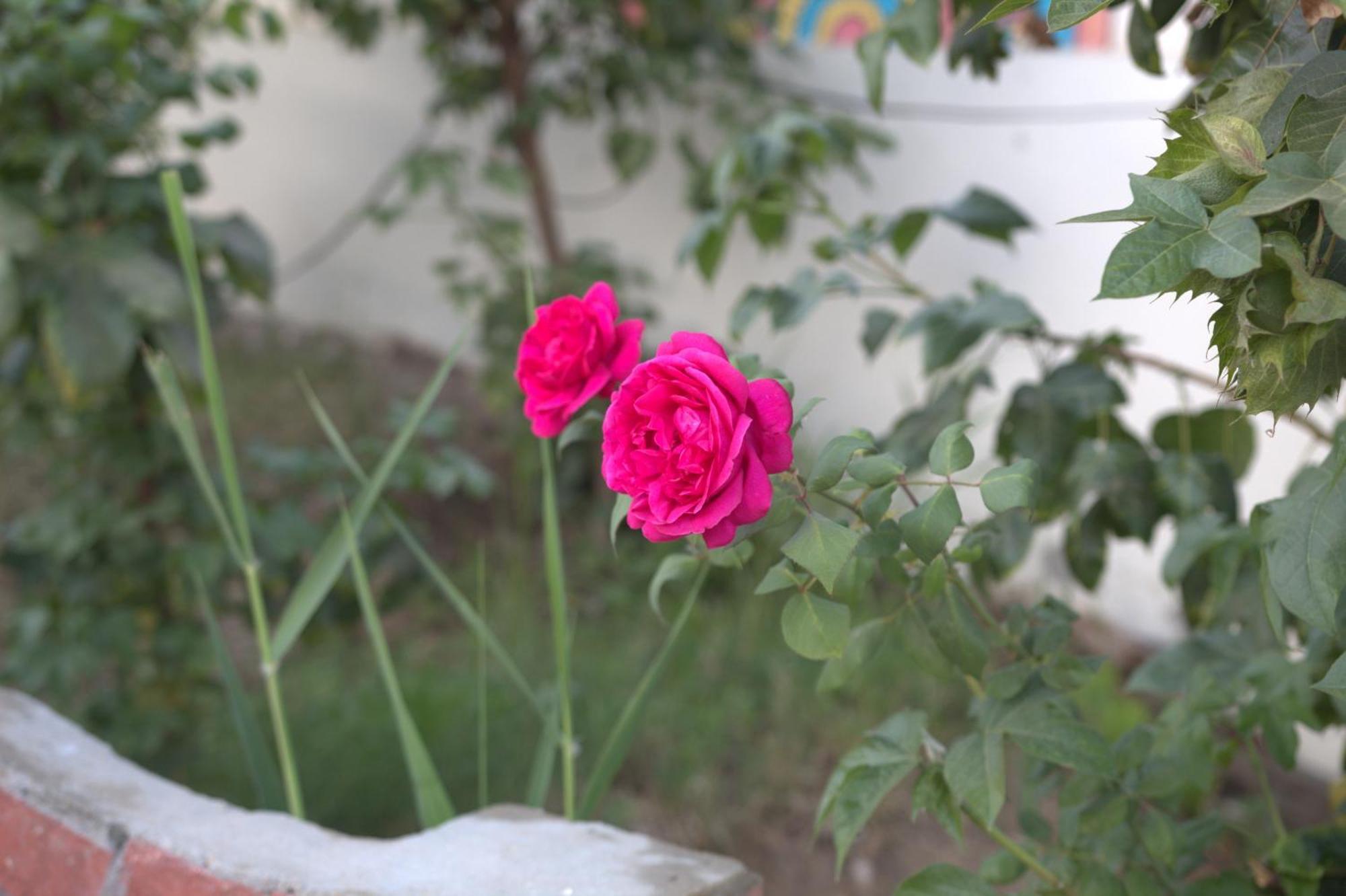 Al Baeirat Hotel Luksor Dış mekan fotoğraf
